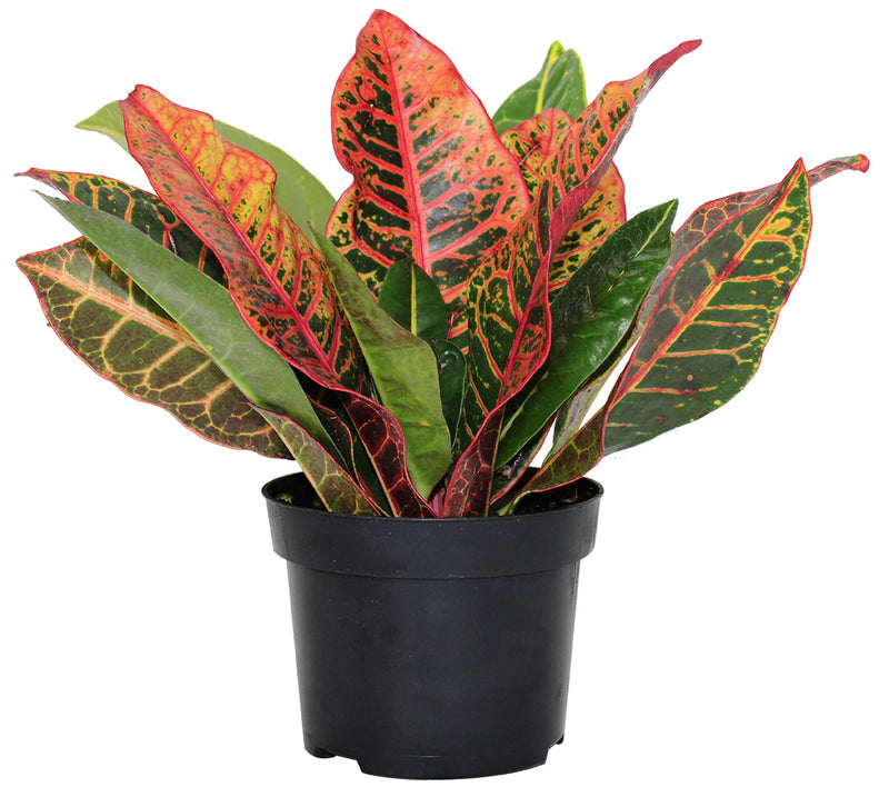 Croton - 'Petra'