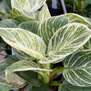 Philodendron - 'Birkin'