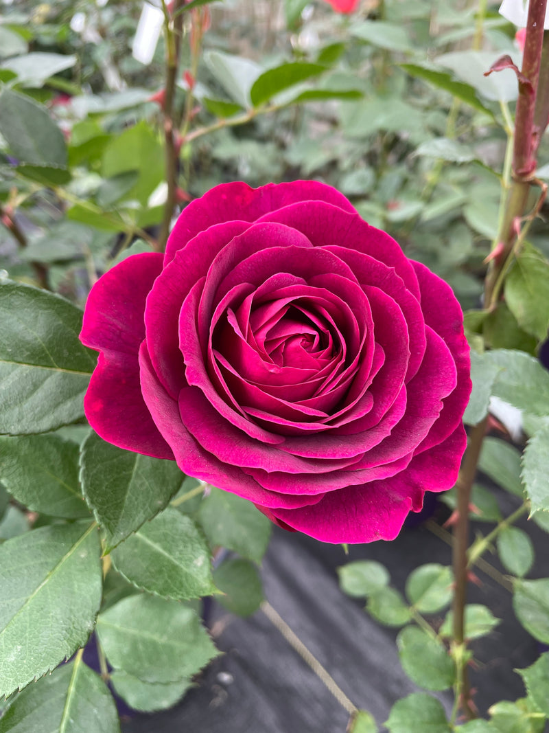 Rose - CELESTIAL NIGHT™ Floribunda Rose