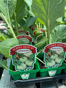 Kohlrabi - Chef Jeff Variety