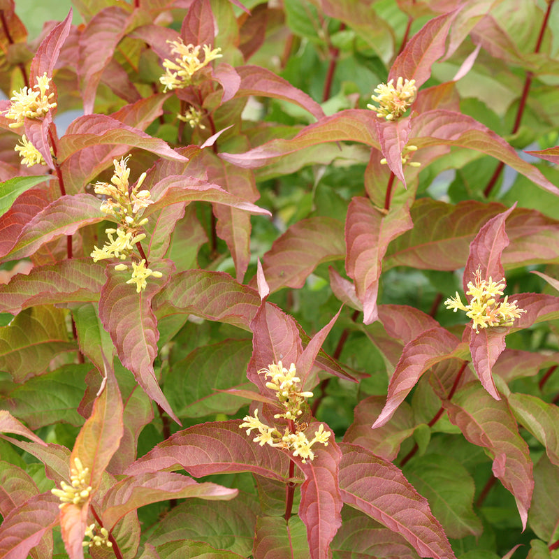 Diervilla - 'Kodiak Orange' Bush Honeysuckle