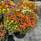 10" Multicolor Bert's Best Fall Mum