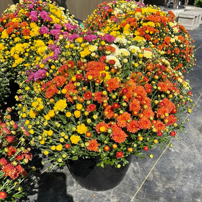 10" Multicolor Bert's Best Fall Mum