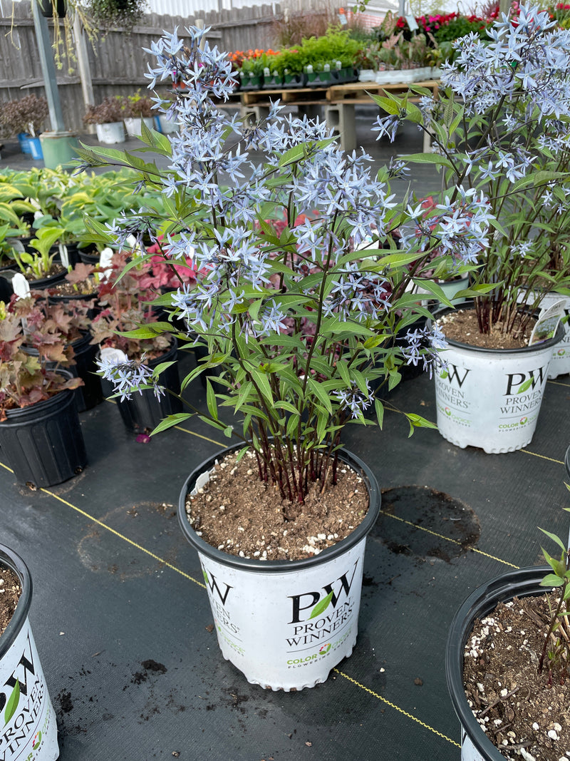 Amsonia - ‘Storm Cloud' Blue Star Flower
