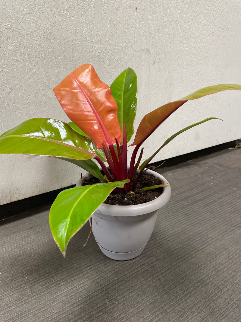 buy prince of orange philodendron Philodendron 'Prince of Orange'