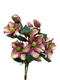 25" Helleborus Bundle