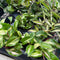 Hoya - Assorted Varieties Wax Flower