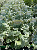 Dichondra argentea Silver Falls