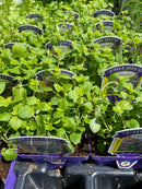 Origanum heracleoticum - Oregano Herb Plant