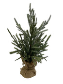 18-24" Frosted Austrian Pine Tree