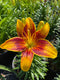 Lilium - 'Tiny Parrot' Asiatic Lily