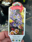 Aquilegia - 'Earlybird Mix' Columbine