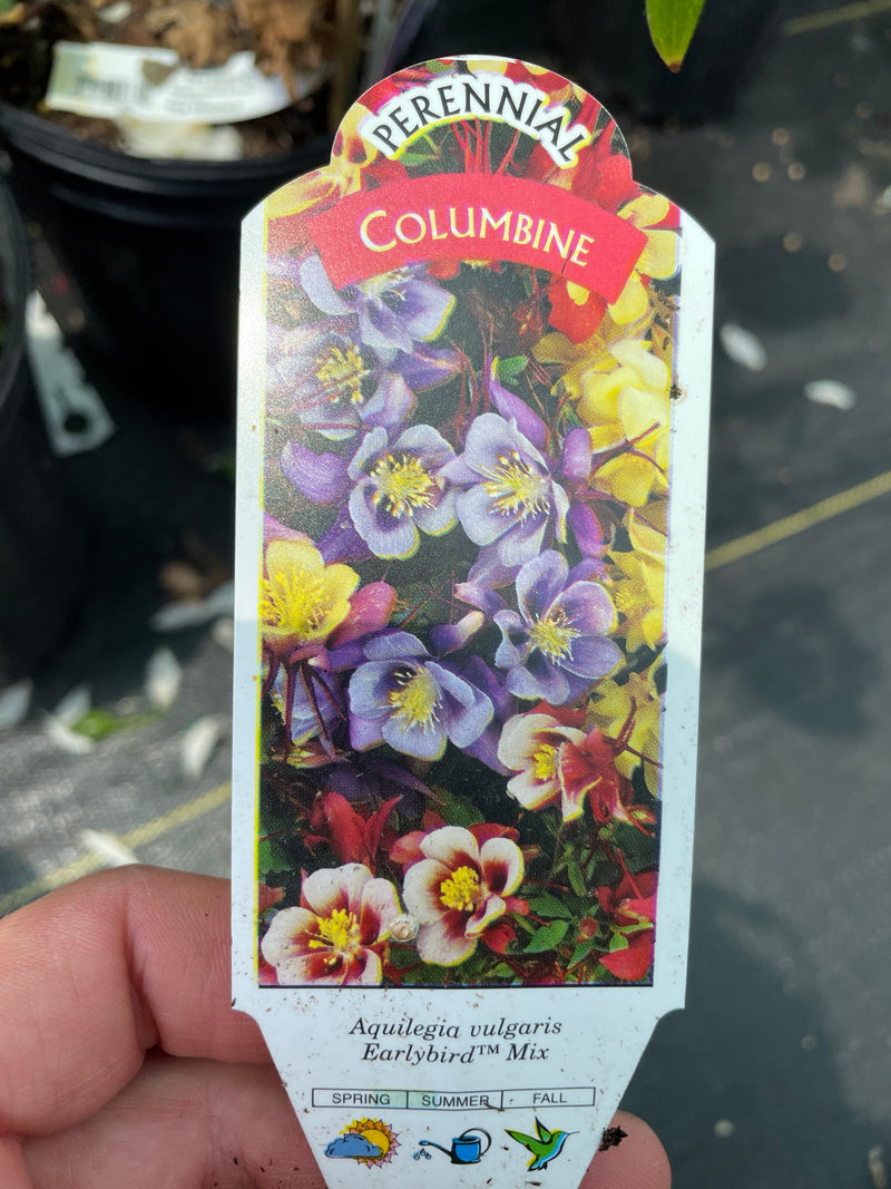 Aquilegia - 'Earlybird Mix' Columbine