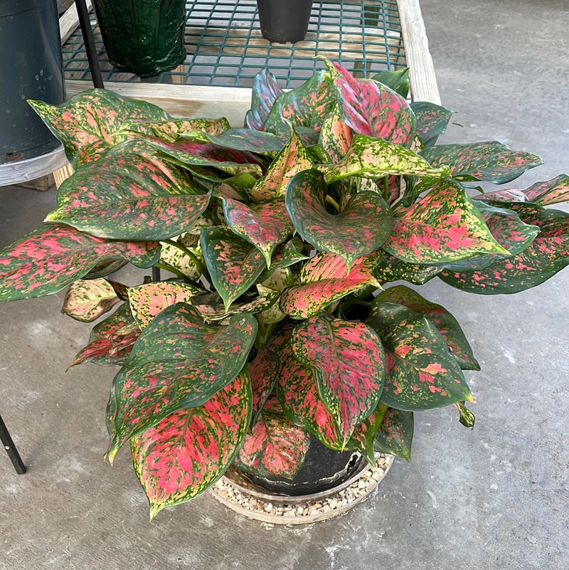 garner aglaonema Aglaonema
