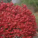 Euonymus Alatus - 'Unforgettable Fire®' Burning Bush