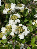 Viburnum - 'Summer Snowflake'