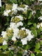 Viburnum - 'Summer Snowflake'