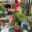 Anthurium Plant - Assorted Colors