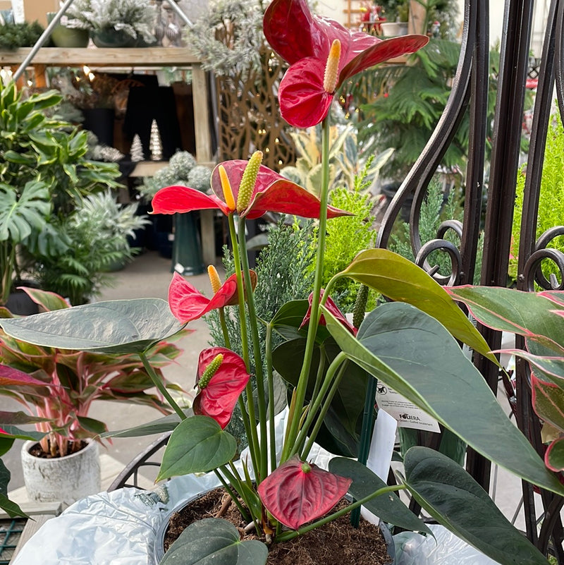 Anthurium Plant - Assorted Colors