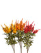 22" Autumn Delphinium Bush
