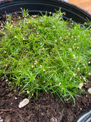Sagina - 'Subulata' Irish Moss