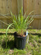 Erianthus - Hardy Pampas Grass