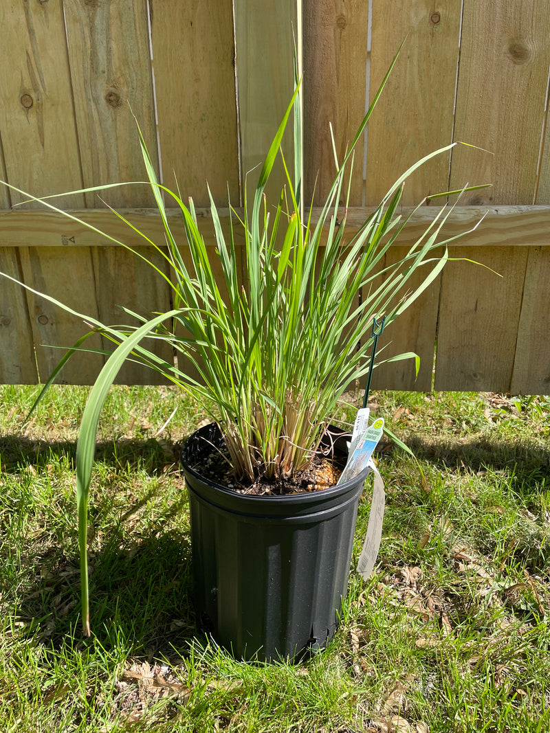 Erianthus - Hardy Pampas Grass