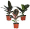 Ficus - Elastica Assortment (Rubber Tree Plant)