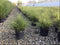 Miscanthus - ‘Bandwidth' Japanese Silver Grass