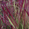 Imperata - 'Red Baron' Japanese Blood Grass