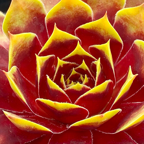 Sempervivum Chick Charms® 'Gold Crown'™ Hen and Chicks