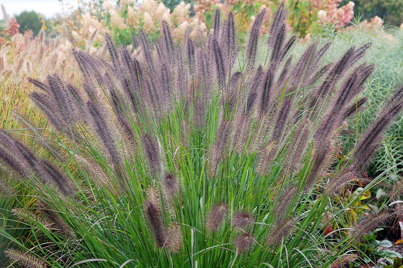 Pennisetum - ‘Ginger Love' Fountain Grass