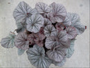 Heuchera - 'Northern Exposure™ Silver' Coral Bells