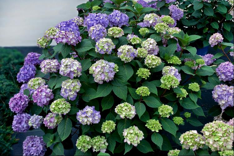 Hydrangea - 'Endless Summer® BloomStruck®' Big Leaf Hydrangea