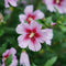 Hibiscus - 'Orchid Satin' Rose of Sharon