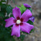 Hibiscus - 'Purple Satin' Rose of Sharon