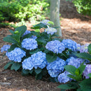 Hydrangea - 'Let's Dance Blue Jangles' Big Leaf Hydrangea