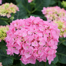 Hydrangea - 'Let's Dance Blue Jangles' Big Leaf Hydrangea