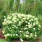 Hydrangea - 'Little Lime' Panicle Hydrangea