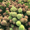 Hydrangea - 'Little Lime' Panicle Hydrangea