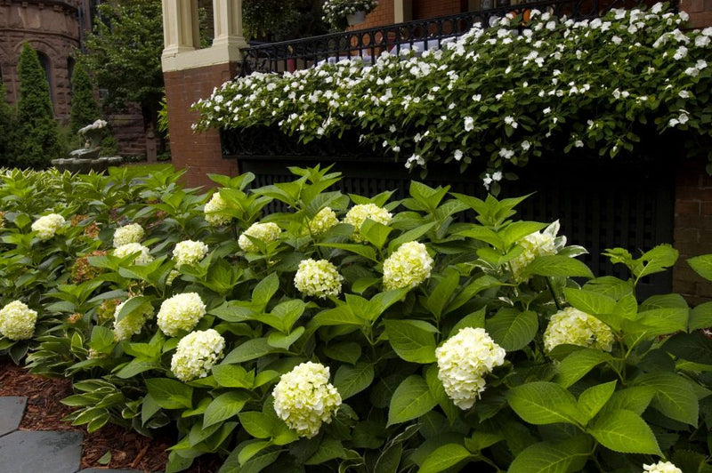 Hydrangea - 'Endless Summer® Blushing Bride®' Big Leaf Hydrangea