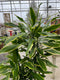 Dracaena - "Golden Coast" Tropical Plant