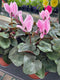 Cyclamen -'Assorted Colors'