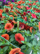 Calibrachoa - All Star Varieties