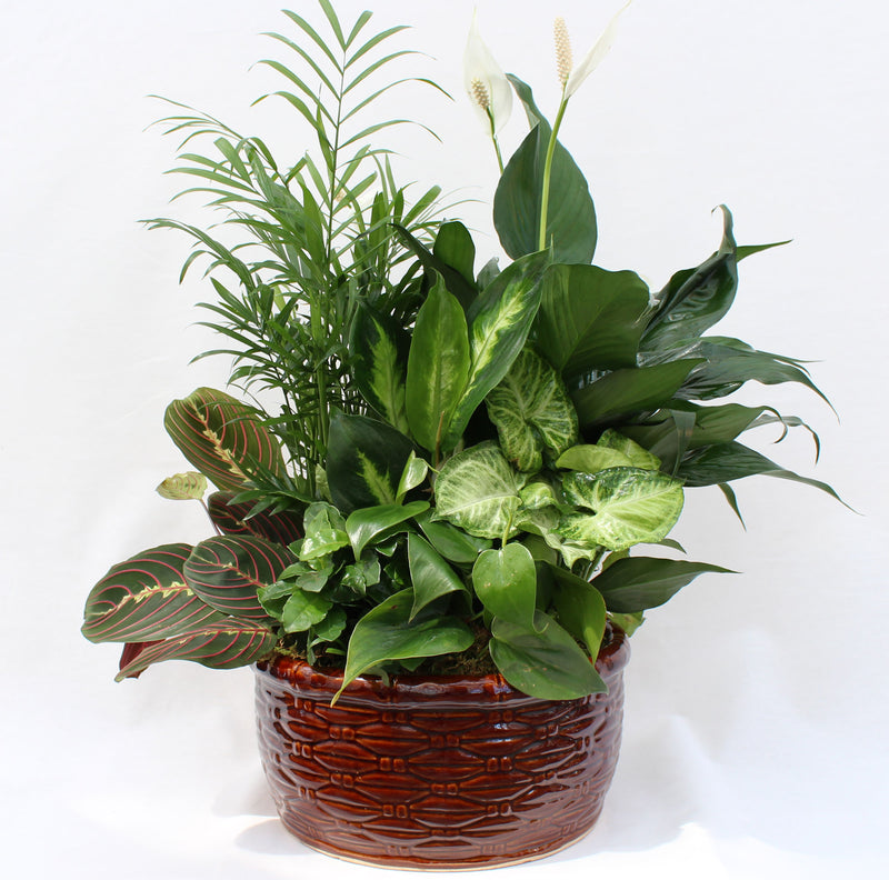Indoor Mixed Dish Garden