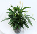 Peace Lily Indoor Plant with Container