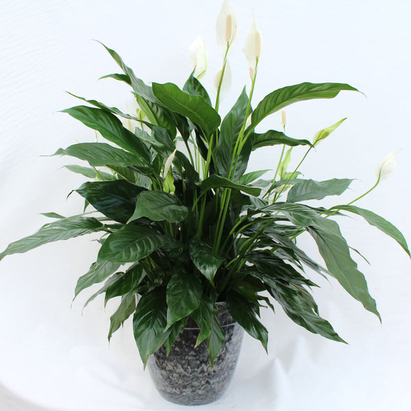 peace lily container size Peace Lily Indoor Plant with Container – The Grainery Greenhouse