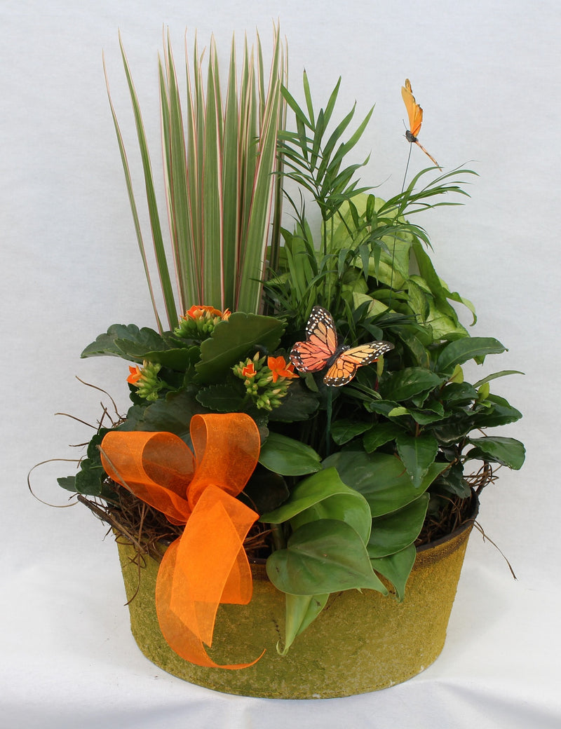 Indoor Mixed Dish Garden