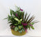 Indoor Mixed Dish Garden