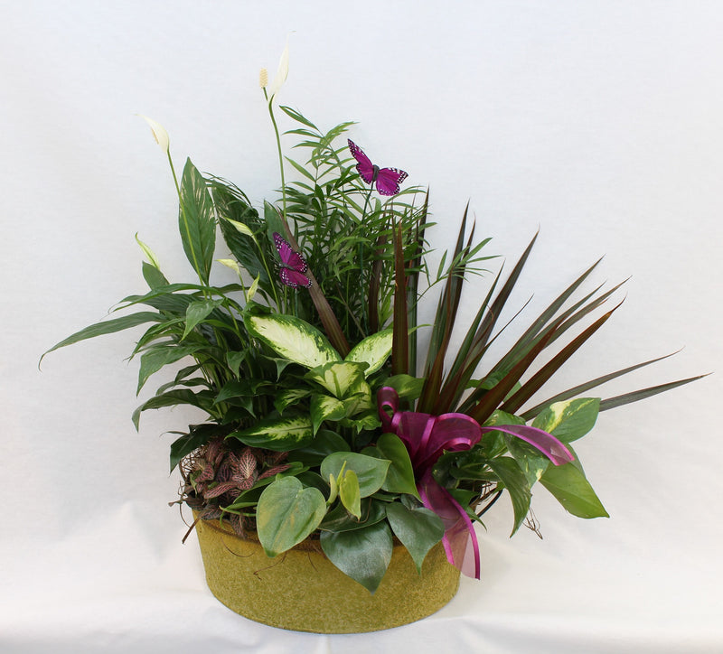 Indoor Mixed Dish Garden